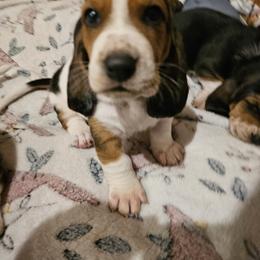 Basset Hound Puppies from Marvel-ous baby basset hounds