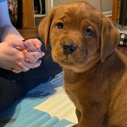 Girl 2 - Yellow Labrador Retriever puppy in Monticello, Arkansas from Wings N Whistles