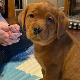 Girl 2 - Yellow Labrador Retriever puppy in Monticello, Arkansas from Wings N Whistles