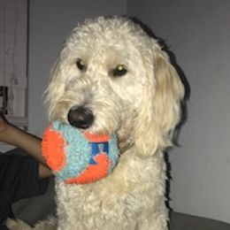 Daisy - Goldendoodle