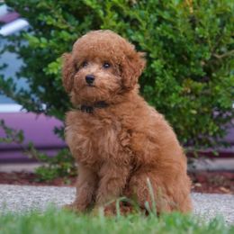 Juniper - Apricot male Poodle puppy in Belleville, New Jersey from TK Poodles