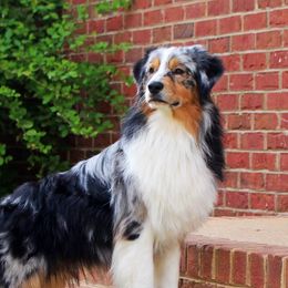 Wyatt - Australian Shepherd