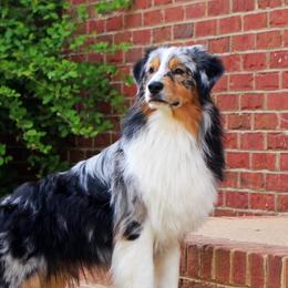Wyatt - Australian Shepherd