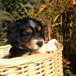 Bernedoodle, Goldendoodle, and Sheepadoodle Puppies from Country Meadow Doodles