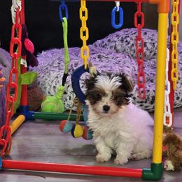 Petey - Parti male Yorkshire Terrier puppy in Royse City, Texas from Barbara Richardson