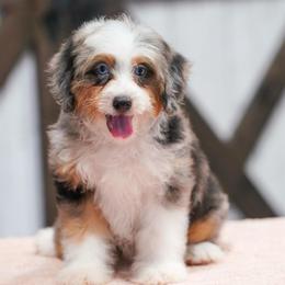 Hanna - Blue merle female Bernedoodle puppy in Dundee, Ohio from Down Home Doodle
