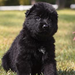 Athena - Black female German Shepherd puppy in Canton, Texas from WILDWOOD GERMAN SHEPHERDS