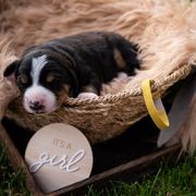 Chillie - Black white and tan female Entlebucher Mountain Dog puppy in Corvallis, Oregon from Feather Farm's Entles