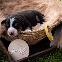 Chillie - Black white and tan female Entlebucher Mountain Dog puppy in Corvallis, Oregon from Feather Farm's Entles