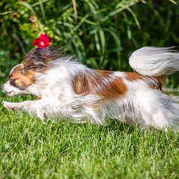 Papillon puppies from Lovely Ladies and Little Asses Miniature Equines (L3A Pomeranians & Papillons)