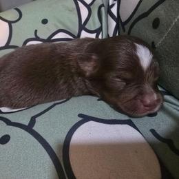 Mamba - Red tri male Miniature Australian Shepherd puppy in Arlington, Texas from CopperHead Aussies