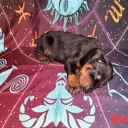 Red - Black and rust male Doberman Pinscher puppy in Louisville, Kentucky from Ruiz Dobermans
