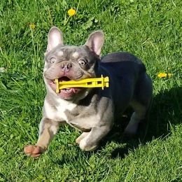 French Bulldog All Grown Up from South Hill Frenchies