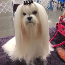 Maltese from Wind River Maltese