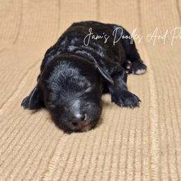 Dartmouth - Black female Poodle puppy in Cleveland, Georgia from Jam's Doodles And Poodles