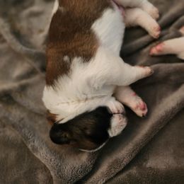 Saint Bernard Puppies from Amber's Saint Bernards