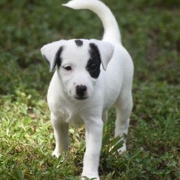 Dottie - White and black female Russell Terrier puppy in Citra, Florida from Butterball Kennel