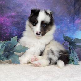 Smudge - Blue merle white and tan male Shetland Sheepdog puppy in Elk, Washington from Asgard Shetland Sheepdogs