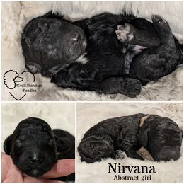 Poodle Puppies from Kvali Standard Poodles