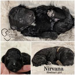 Poodle Puppies from Kvali Standard Poodles