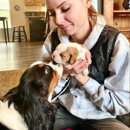 Cavalier King Charles Spaniel Puppies from Otter Bee Cavaliers