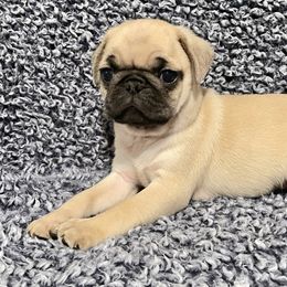 Pug and Shih Tzu Puppies from Swaying Sycamore Farm