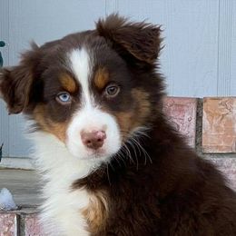 Australian Shepherd, Miniature Australian Shepherd, and Toy Australian Shepherd Puppies from Osborne's Aussies