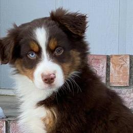 Australian Shepherd, Miniature Australian Shepherd, and Toy Australian Shepherd Puppies from Osborne's Aussies