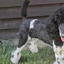 Bridget - Poodle