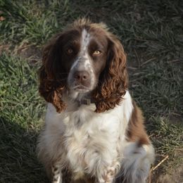 Zoey - Springerdoodle