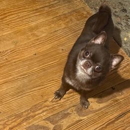 Solo - Chihuahua