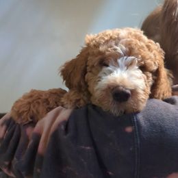 Cavapoo and Goldendoodle Puppies from Daisy's Doodle Den
