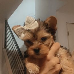 Yorkshire Terrier Puppies from Sugar & Spice Yorkies