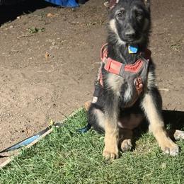 German Shepherd Puppies from dukleth