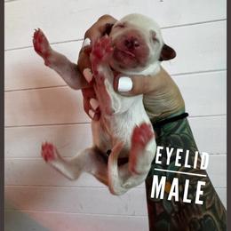 Eyelid - White and black male Dalmatian puppy in Stanchfield, Minnesota from Darling Dalmatians