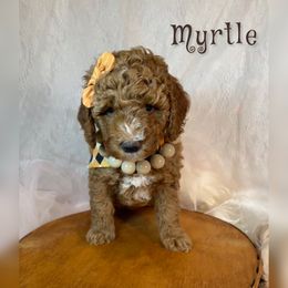 Goldendoodle, Maltipoo, and Poodle Puppies from Winchester Hills Poodles and Doodles
