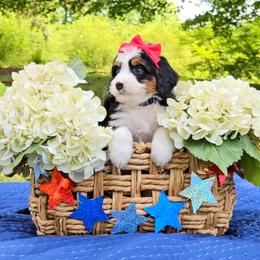 Sailor - Tri-color female Bernedoodle puppy in Russell Springs, Kentucky from 270 Doodles