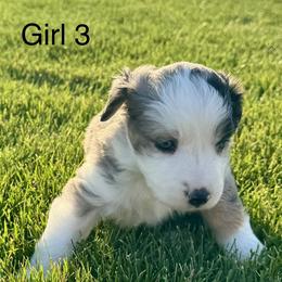 Girl 3 - Blue merle female Miniature Australian Shepherd puppy in Strasburg, Colorado from Grasslands Aussies