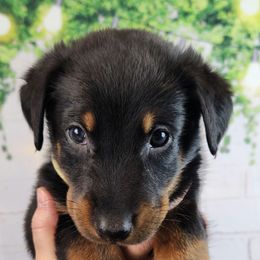 Pineberry - Black and rust male Beauceron puppy in Seattle, Washington from SilverStruck Kennels