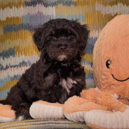 Havana Silk Dog Puppies from Treasure Isle Silks