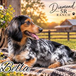 Bella - Dachshund