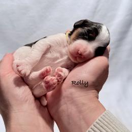 Rolly - Black and white male Bernedoodle puppy in Pottstown, Pennsylvania from Willow-Be Doodles