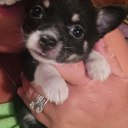 Mia - Black and white female Chihuahua puppy in Amity, Pennsylvania from Baxters Chihuahuas