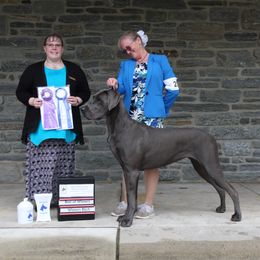 Great Danes from WYSIWYG Great Danes