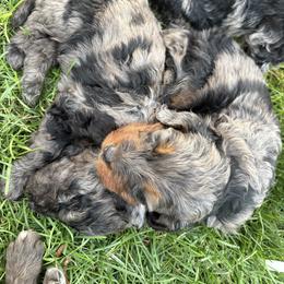 Bernedoodle Puppies from Kaylas Precious Puppies