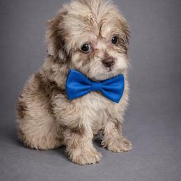 Bernedoodle, Bernese Mountain Dog, Goldendoodle, and Shihpoo Puppies from Route 66 Poodles & Doodles, Sapphire Shih-tzu's of Ohio