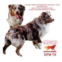 Titan - Australian Shepherd