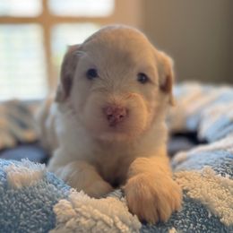 Orange girl - Fawn and white female Sheepadoodle puppy in Riverside, California from Downtown Doodles & Frenchies