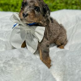 Aussiedoodle and Bernedoodle Puppies from Magnolia Grove Farms