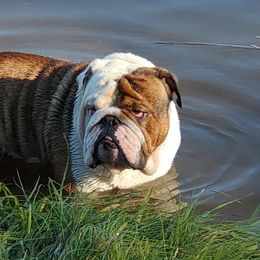 Bulldogs from Kelly M Sikes' Bulldogs